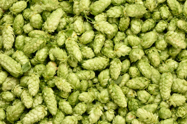 Luppoli In Coni e Pellets